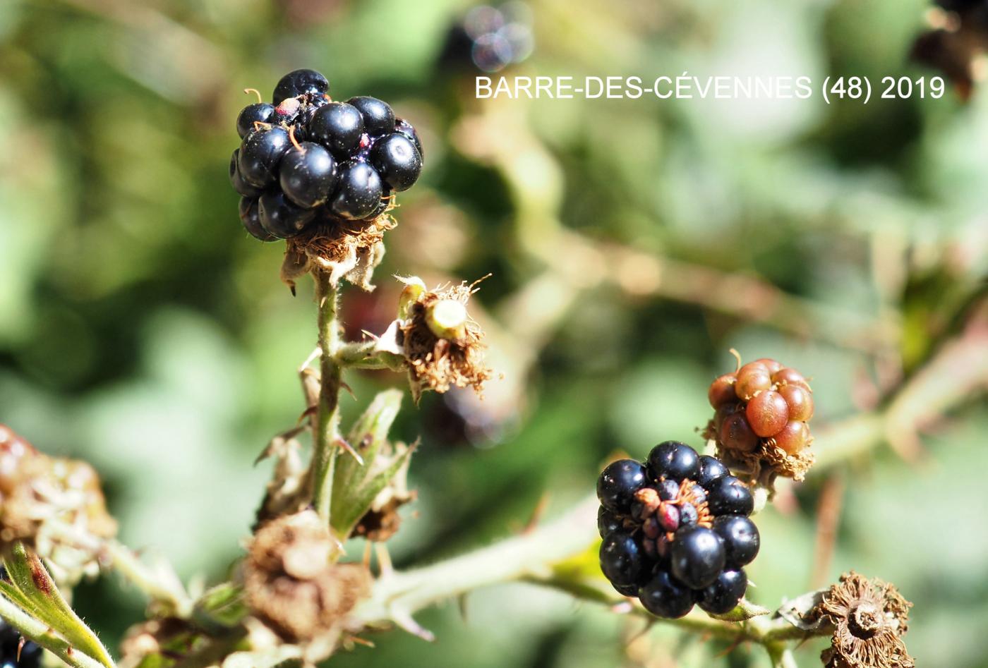 Bramble, Common fruit